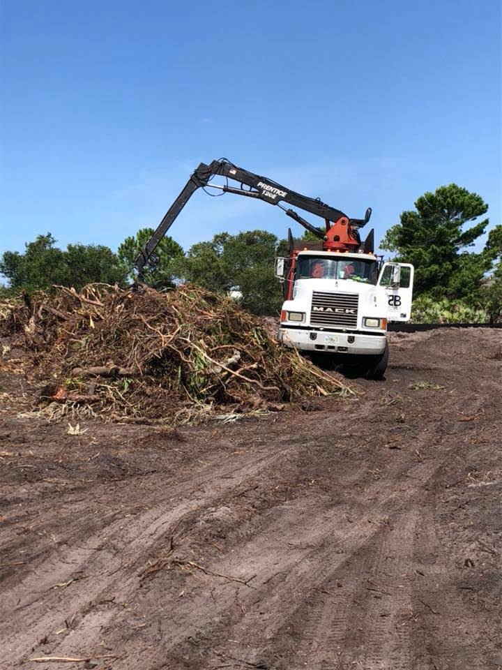 Coastal tree service in Cedar Key, Florida